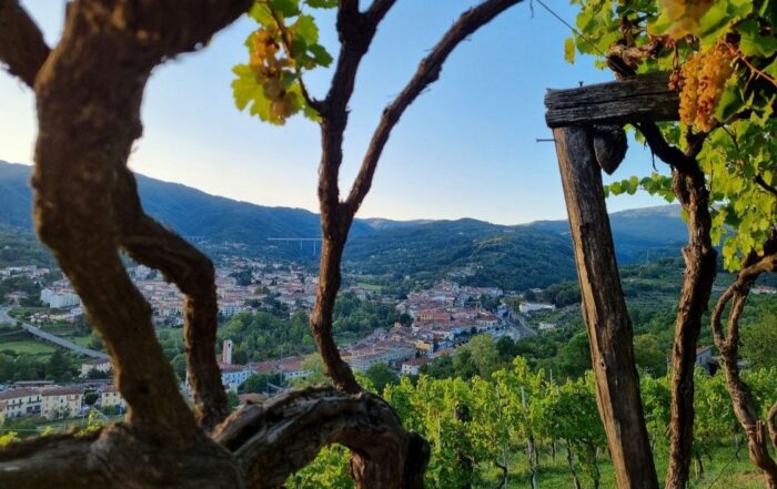 degustazioni vino colli di luni lunigiana toscana