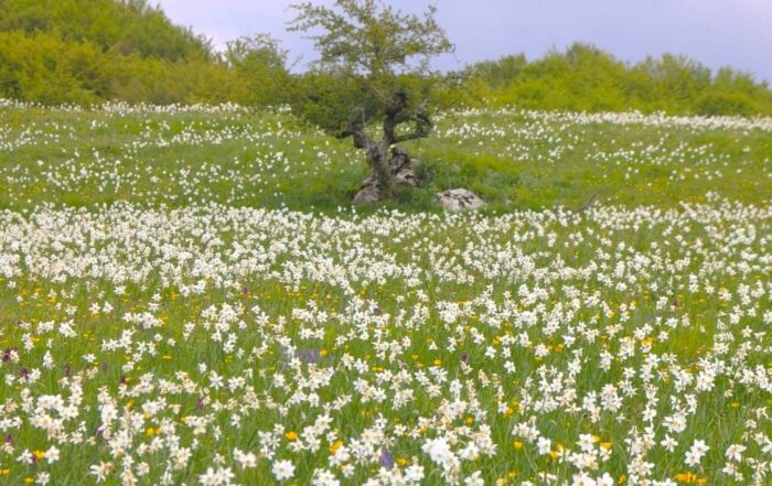 Domenica 12 Maggio sarà la tanto attesa Festa delle Giunchiglie in Logarghena, alpeggi di Appennino a 1000 metri di quota tra i Comuni di Filattiera e Pontremoli. Per l’occasione vi attende un ricco calendario di eventi e tra le proposte, anche 2 tour gratuiti con Sigeric.