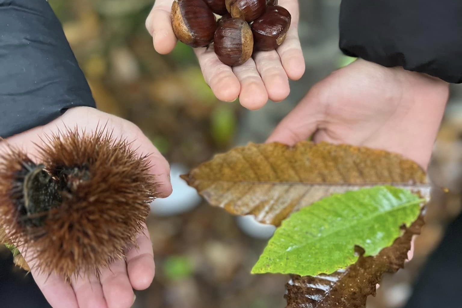 Raccolta di castagne, ricci e foglie nei boschi autunnali