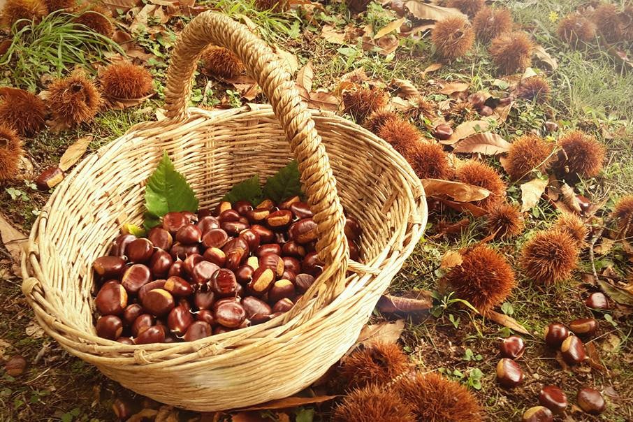 Un cesto di castagne appena raccolte nel bosco in Lunigiana