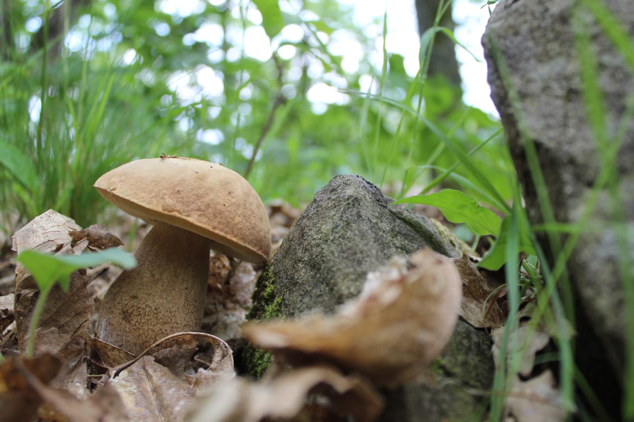 Un fungo porcino nel bosco d'autunno in Lunigiana